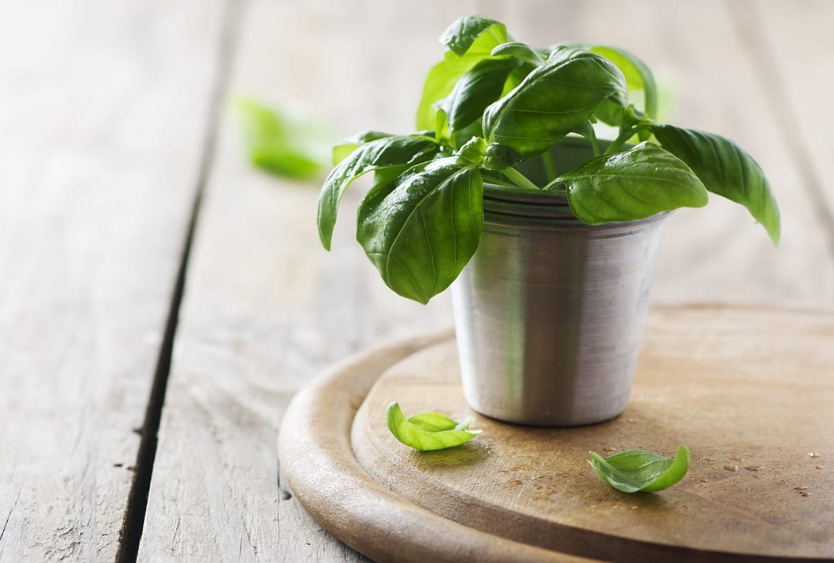 Welke ingrediënten passen goed bij verse kruiden zoals basilicum?